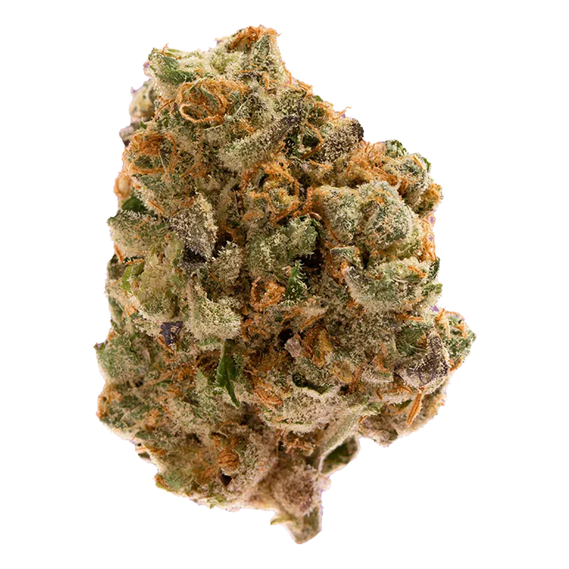 Dutch Treat - Image 2