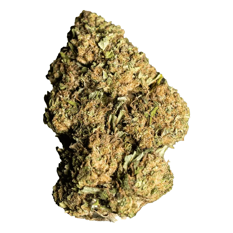 GG4 x Alien Technology - Image 2