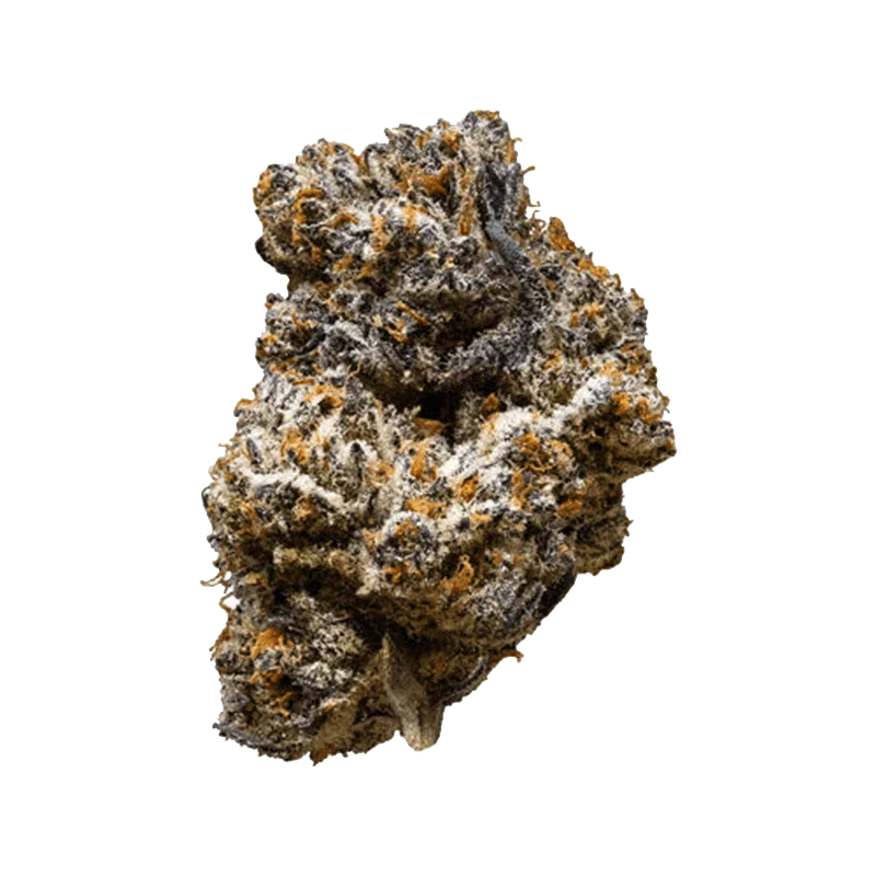 Jack Truffle - Image 2