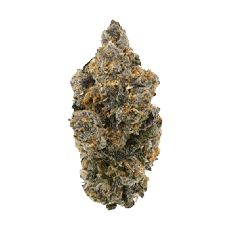 Tropical Skunk - Image 2